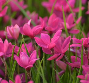 Rodohypoxis 'Paula' - Rhodohypoxis milloides 'Paula'