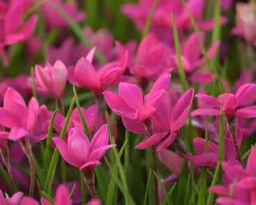 Rodohypoxis 'Paula'