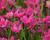 Rodohypoxis 'Paula'