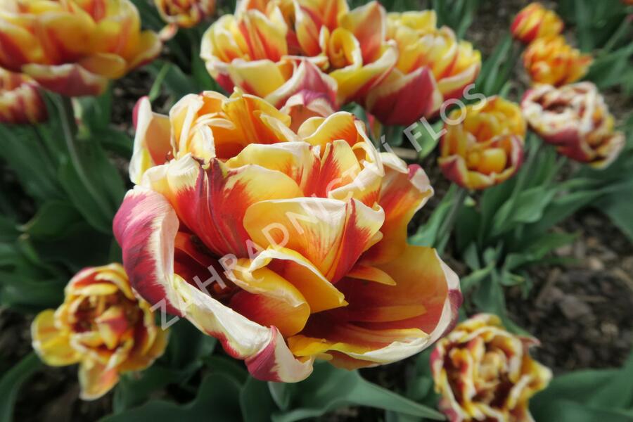 Tulipán třepenitý plnokvětý 'Mon Amour' - Tulipa Double Crispa 'Mon Amour'