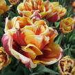 Tulipán 'Olympic Flame' - Tulipa 'Mon Amour'