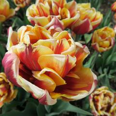 Tulipán 'Olympic Flame' - Tulipa 'Mon Amour'