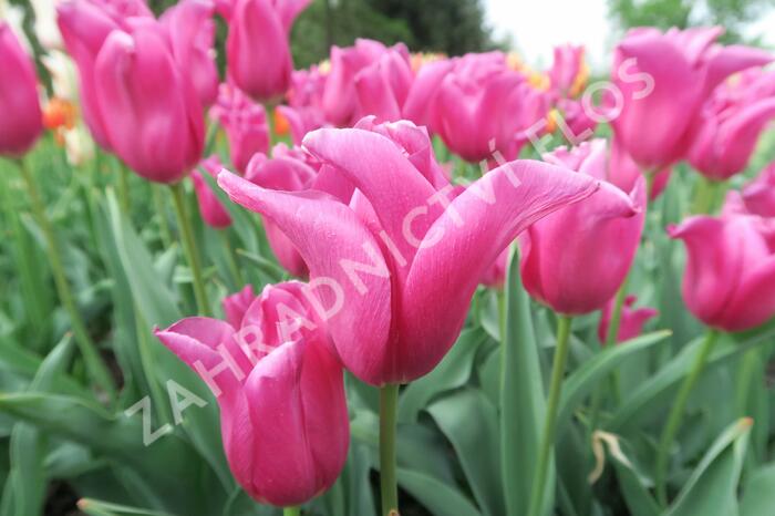 Tulipán 'China Pink' - Tulipa 'China Pink'