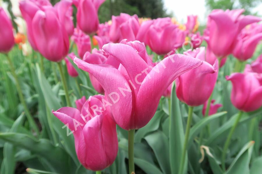 Tulipán 'China Pink' - Tulipa 'China Pink'