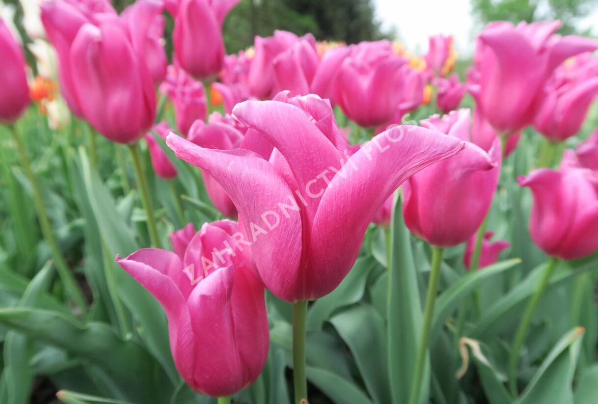 Tulipán 'China Pink' - Tulipa 'China Pink'