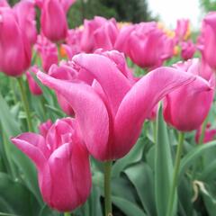 Tulipán 'China Pink' - Tulipa 'China Pink'