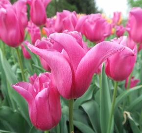 Tulipán 'China Pink' - Tulipa 'China Pink'