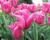 Tulipán 'China Pink'