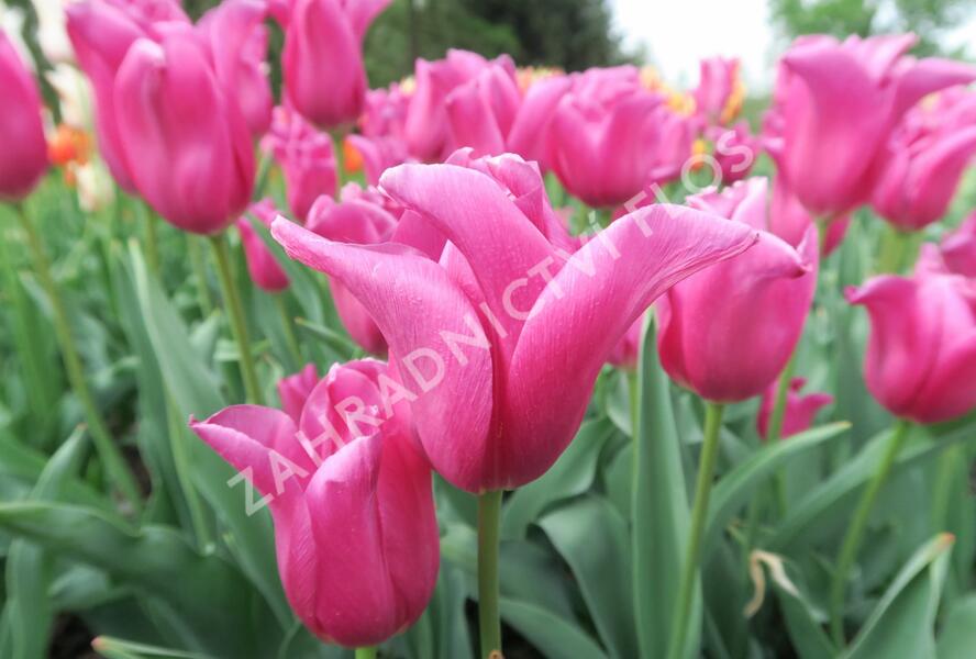 Tulipán 'China Pink' - Tulipa 'China Pink'