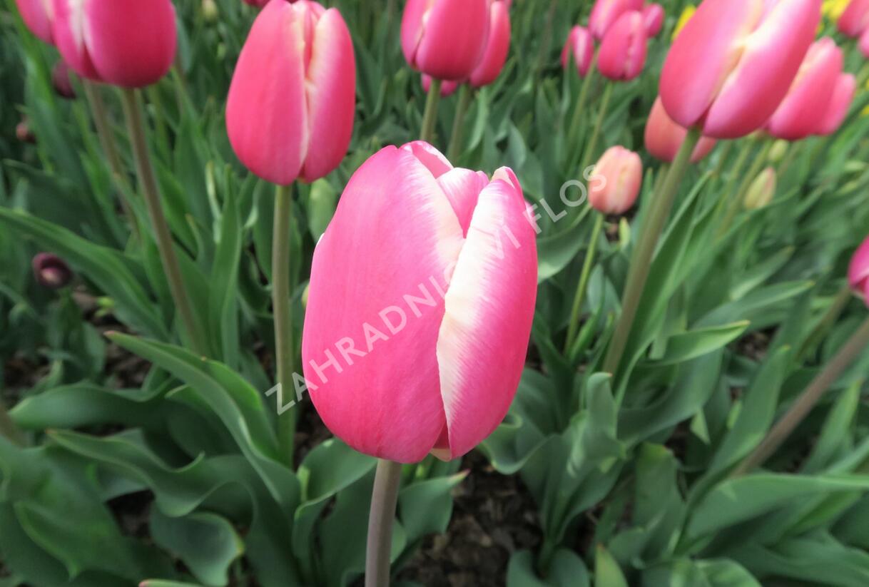 Tulipán 'Jumbo Beauty' - Tulipa 'Jumbo Beauty'