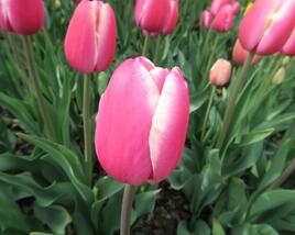Tulipán 'Jumbo Beauty'