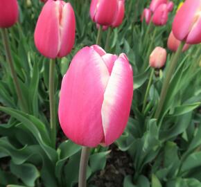Tulipán 'Jumbo Beauty' - Tulipa 'Jumbo Beauty'