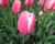 Tulipán 'Jumbo Beauty'