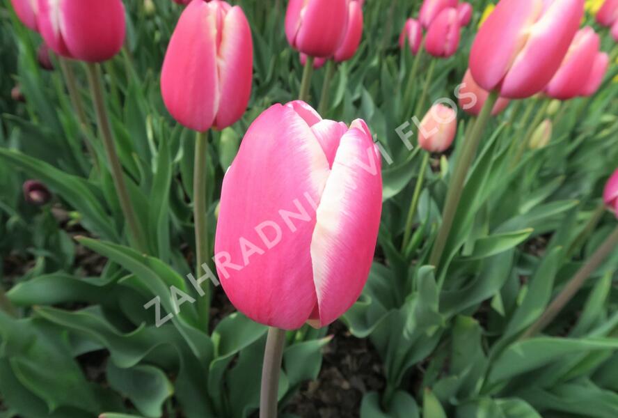 Tulipán 'Jumbo Beauty' - Tulipa 'Jumbo Beauty'