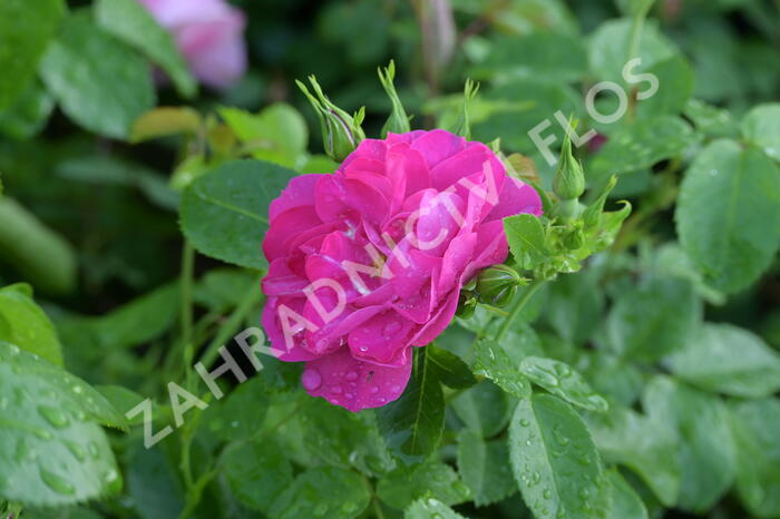 Růže parková 'John Cabot' - Rosa S 'John Cabot'