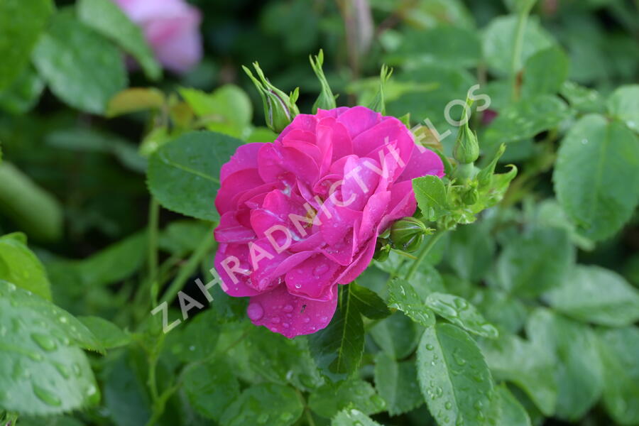 Růže parková 'John Cabot' - Rosa S 'John Cabot'