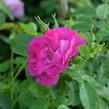 Růže parková 'John Cabot' - Rosa S 'John Cabot'