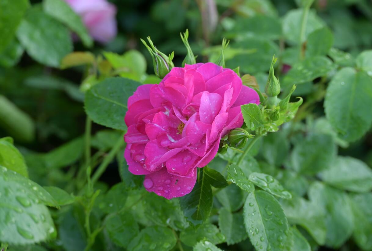 Růže parková 'John Cabot' - Rosa S 'John Cabot'