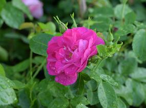 Růže parková 'John Cabot' - Rosa S 'John Cabot'