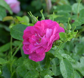 Růže parková 'John Cabot' - Rosa S 'John Cabot'