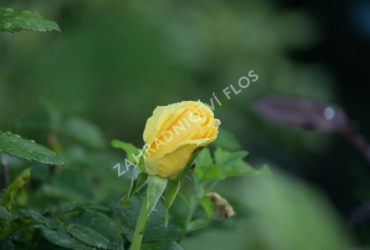 Růže velkokvětá 'Guy's Gold' - Rosa VK 'Guy's Gold'