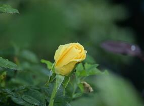 Růže velkokvětá 'Guy's Gold' - Rosa VK 'Guy's Gold'