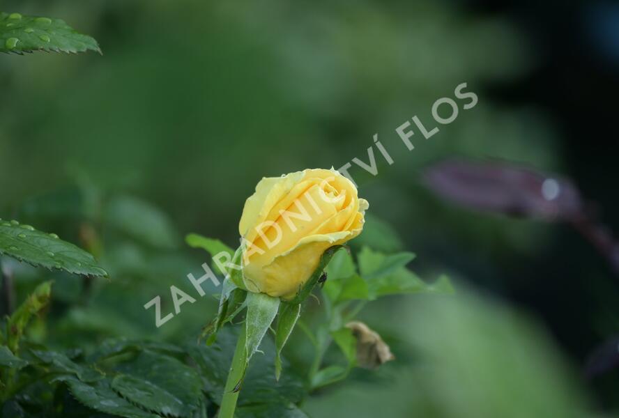 Růže velkokvětá 'Guy's Gold' - Rosa VK 'Guy's Gold'