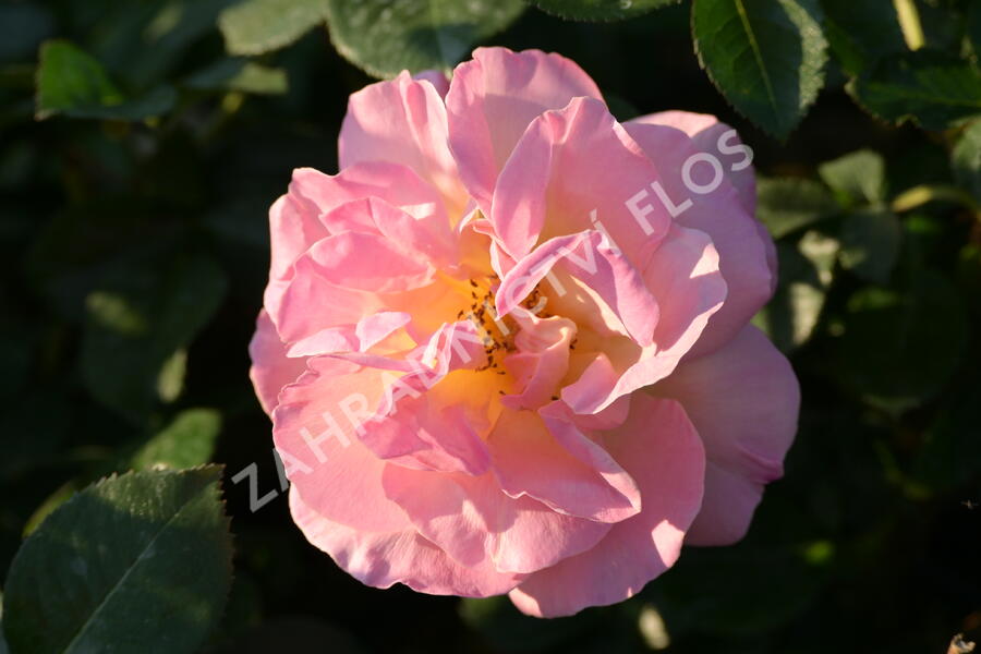 Růže velkokvětá Meilland 'Elle' - Rosa VK 'Elle'