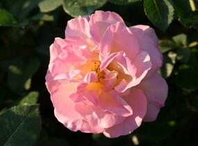 Růže velkokvětá Meilland 'Elle' - Rosa VK 'Elle'
