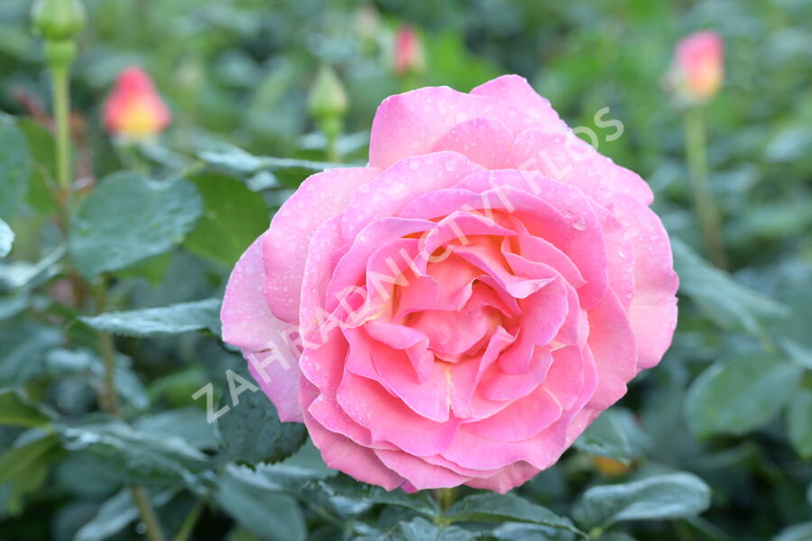 Růže velkokvětá Meilland 'Elle' - Rosa VK 'Elle'