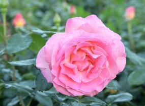 Růže velkokvětá Meilland 'Elle' - Rosa VK 'Elle'