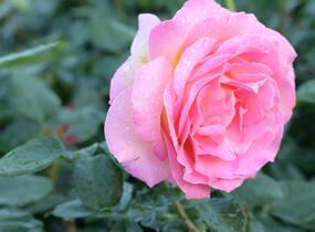 Růže velkokvětá Meilland 'Elle' - Rosa VK 'Elle'