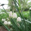 Bledule letní - Leucojum aestivum