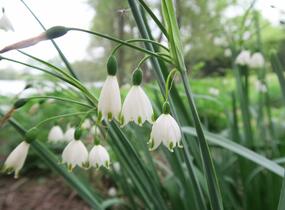 Bledule letní - Leucojum aestivum
