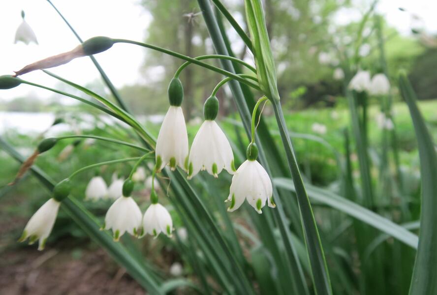 Bledule letní - Leucojum aestivum