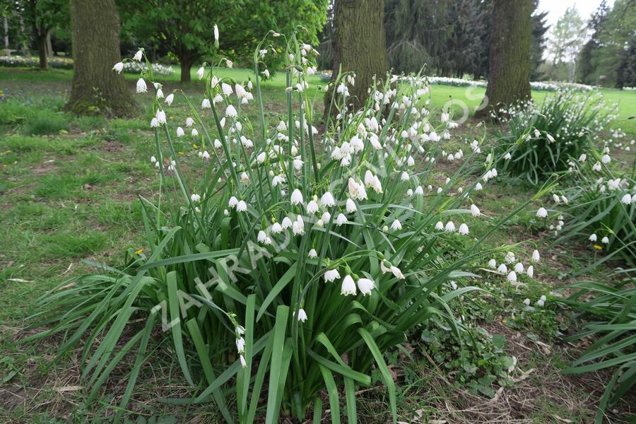 Bledule letní - Leucojum aestivum