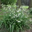 Bledule letní - Leucojum aestivum