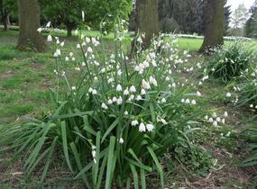 Bledule letní - Leucojum aestivum