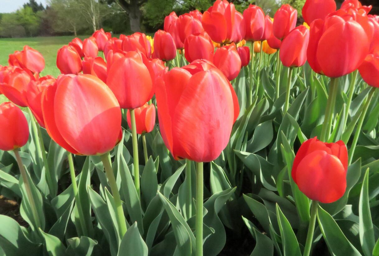 Tulipán Darwin hybrid 'Parade' - Tulipa Darwin hybrid 'Parade'