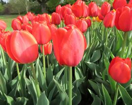 Tulipán Darwin hybrid 'Parade'