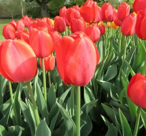 Tulipán Darwin hybrid 'Parade' - Tulipa Darwin hybrid 'Parade'