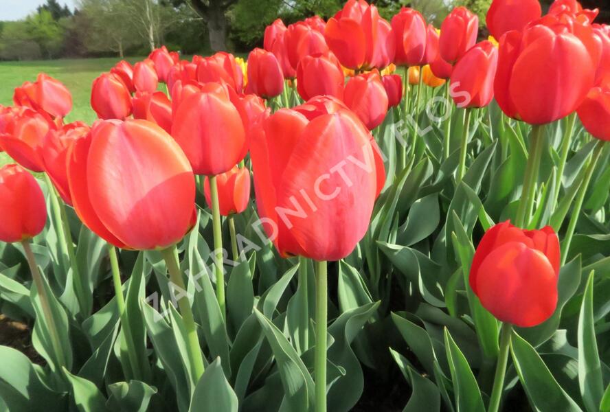 Tulipán Darwin hybrid 'Parade' - Tulipa Darwin hybrid 'Parade'