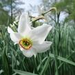 Narcis recurvus - Narcissus poëticus var. recurvus