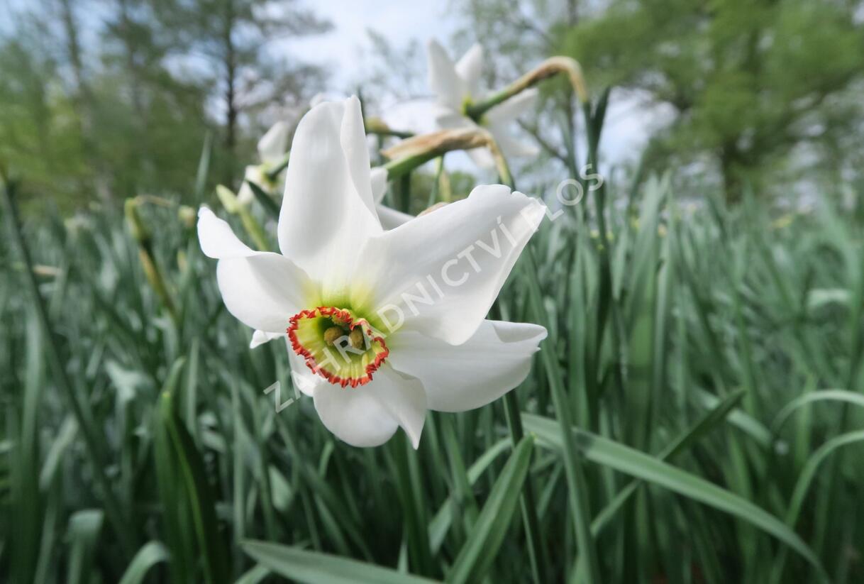 Narcis bílý - Narcissus poeticus var. recurvus