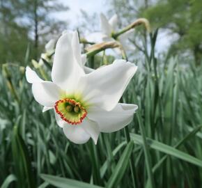 Narcis recurvus - Narcissus poëticus var. recurvus