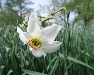 Narcis bílý