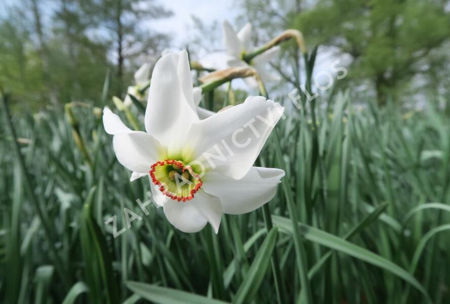 Narcis bílý - Narcissus poeticus var. recurvus