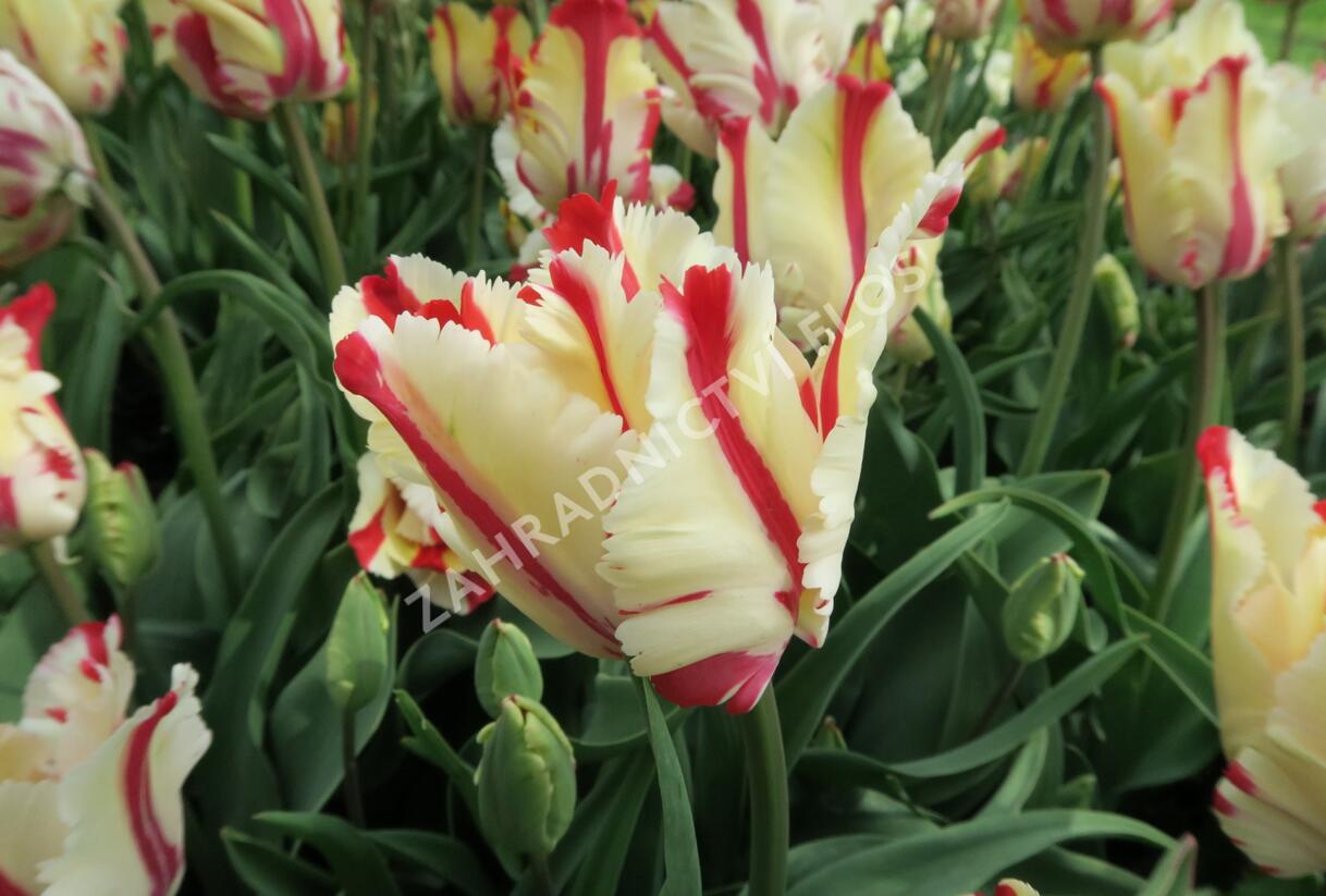 Tulipán papouškovitý 'Flaming Parrot' - Tulipa Parrot 'Flaming Parrot'