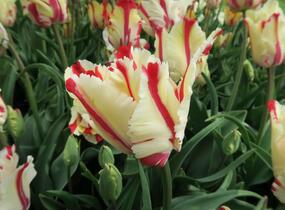 Tulipán papouškovitý 'Flaming Parrot' - Tulipa Parrot 'Flaming Parrot'
