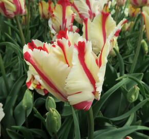 Tulipán papouškovitý 'Flaming Parrot' - Tulipa Parrot 'Flaming Parrot'